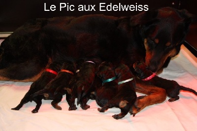 Du Pic Aux Edelweiss - LES CHIOTS SONT NES